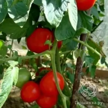 Семена Томат Бурковский Ранний 20 шт