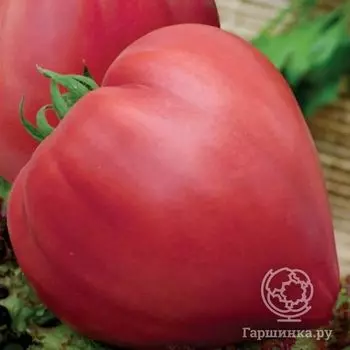 Семена Томат Бычье сердце б/п