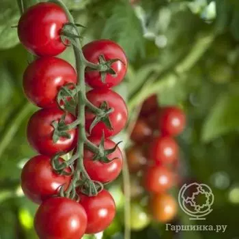 Семена Томат Бычий глаз 20 шт