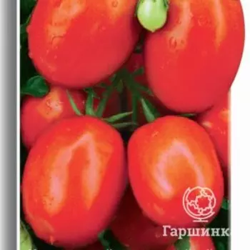Семена Томат Челнок 0,1, Поиск
