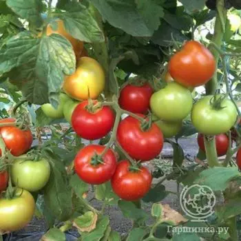 Семена Томат Дачник