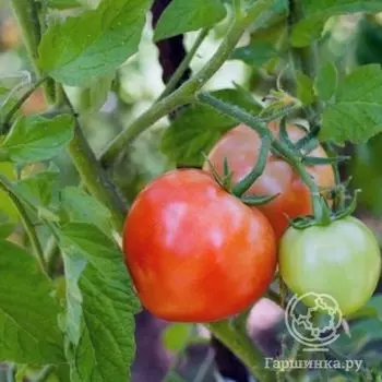 Семена Томат Данко 20 шт