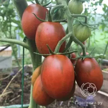 Семена Томат Де барао черный 20 шт