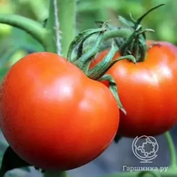 Семена Томат Дельта 264 20 шт