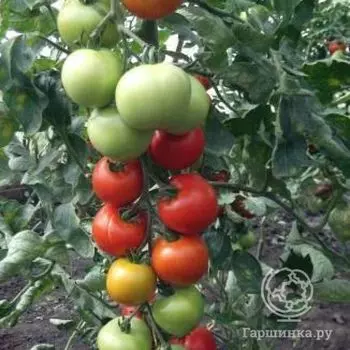 Семена Томат Денежный мешок 20 шт