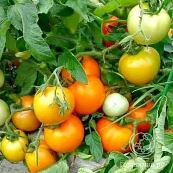 Семена Томат Диетический здоровяк 20 шт