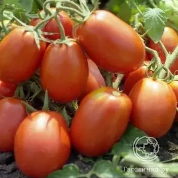 Семена Томат Дуся красная 20 шт