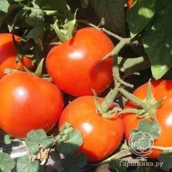 Семена Томат Галина F1 15 шт