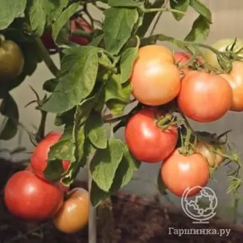 Семена Томат Герцогиня вкуса F1