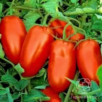 Семена Томат Гердон F1 10 шт