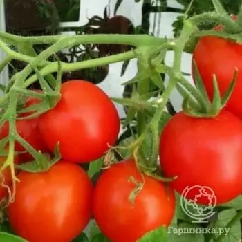Семена Томат Григорашик F1 15шт