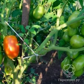 Семена Томат Грушовка 20 шт