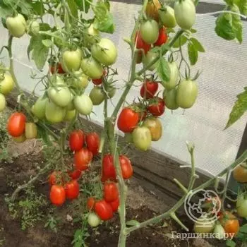 Семена Томат Гулливер