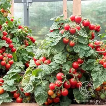 Семена Томат Каменный цветок 5шт