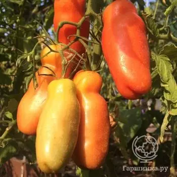 Семена Томат Казанова 20шт