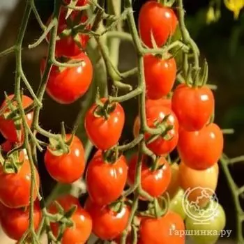 Семена Томат Клепа