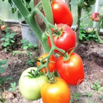 Семена Томат Колокольчик 20шт