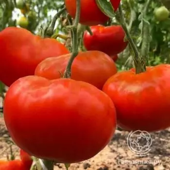 Семена Томат Король Королей 20шт