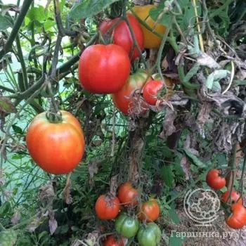 Семена Томат Красавец Мясистый