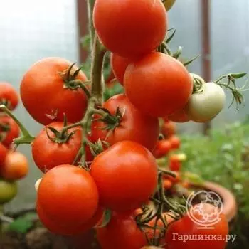 Семена Томат Летний сад