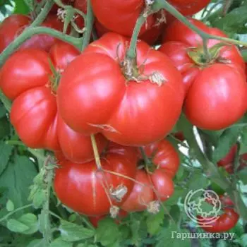 Семена Томат Лопатинские 20шт