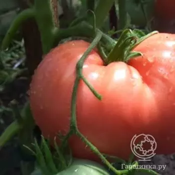 Семена Томат Любимый праздник 20шт