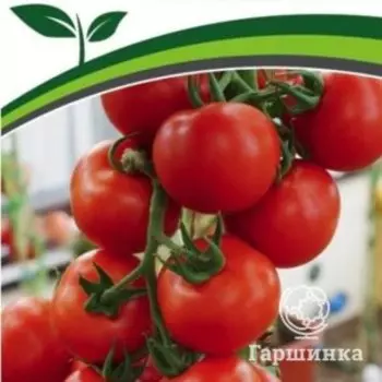 Семена Томат Майами F1 10 шт. Партнер