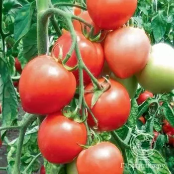 Семена Томат Мазарини 20шт