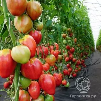 Семена Томат Сахарная гирлянда 20шт