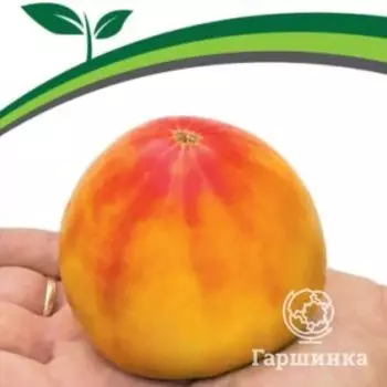 Семена Томат Сокровище Инков F1 10. Партнер