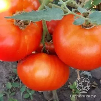 Семена Томат Вася-Василек 20 шт