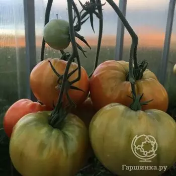 Семена Томат Великий Воин 20 шт