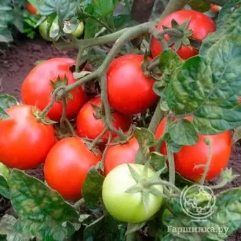 Семена Томат Верлиока F1 томат 12 шт