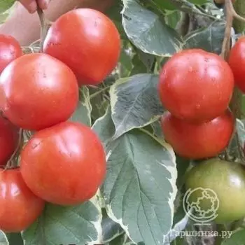 Семена Томат Весенняя радость 20 шт