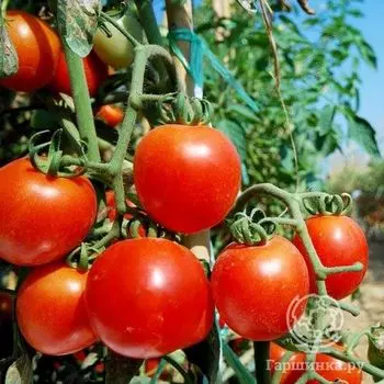 Семена Томат Весна F1 15 шт