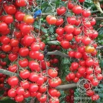 Семена Томат Вишня зимняя