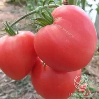 Семена Томат Воловье сердце 20 шт