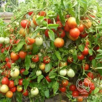 Семена Томат Взрыв