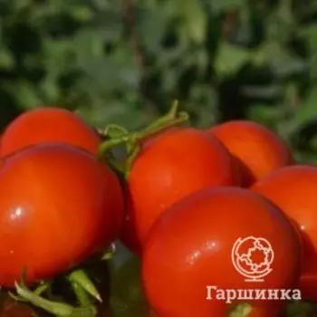 Семена Томат Ямал, 25 шт, Плазменные семена