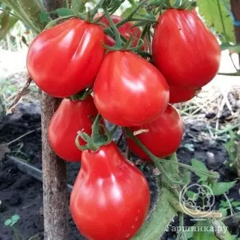 Семена Томат Японский трюфель красный 20шт