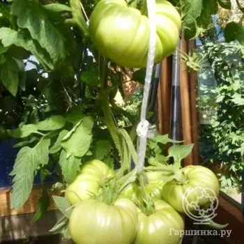 Семена Томат Золоченый беляш 20шт