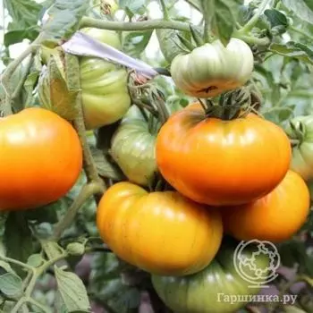 Семена Томат Золотой Век 20шт