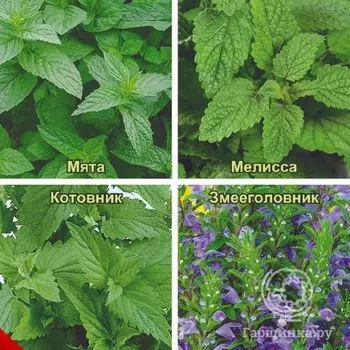 Семена Травы для чая Бодрящее утро