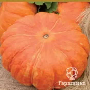 Семена Тыква крупноплодная Парижская (А) 10, Поиск