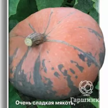 Семена Тыква крупноплодная Зорька 10, Поиск