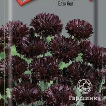 Семена Василек Блэк бол 1, Поиск