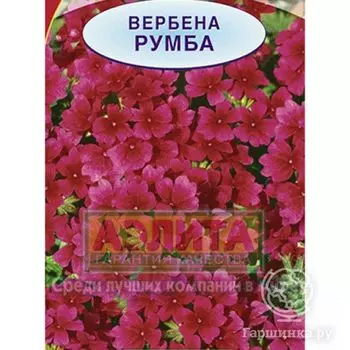 Семена Вербена Румба гибридная 0,05