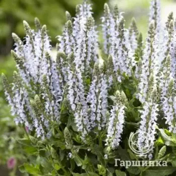 Шалфей (сальвия) дубравный Бамбл Скай