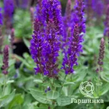 Шалфей (Сальвия) дубравный Рианна