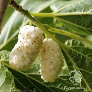 Шелковица белая